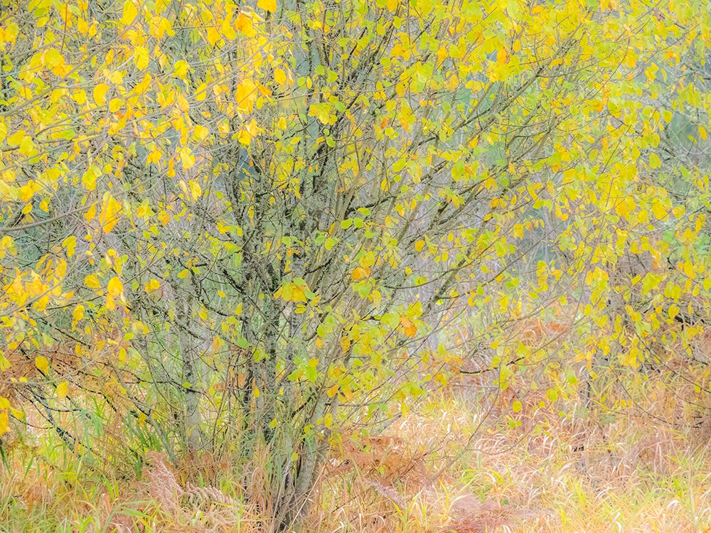 USA-Washington State-Bellevue alder tree golden/yellow fall colors